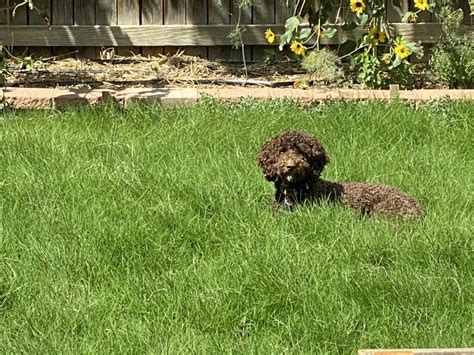 Drought Resistant Lawns In Colorado Dog Tuff™ Grass