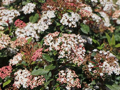 Mittelmeer Schneeball Viburnum Tinus Baumschule Horstmann