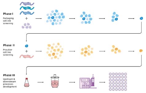 Bioinsights The Eulv System An Inducible Stable Producer Cell Line