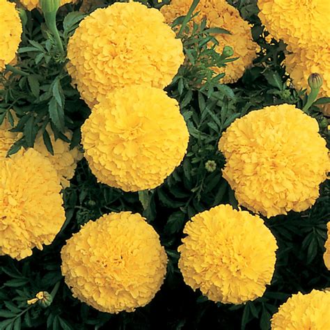 Inca F1 Marigold Seeds Available Online In Pakistan5000 Seeds 3 Colors Syngenta Baghpk