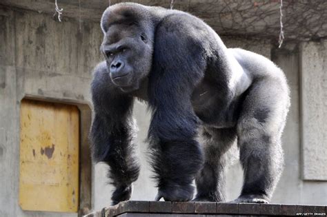 'Buff' silverback gorilla drawing crowds of women to Japanese zoo - BBC ...