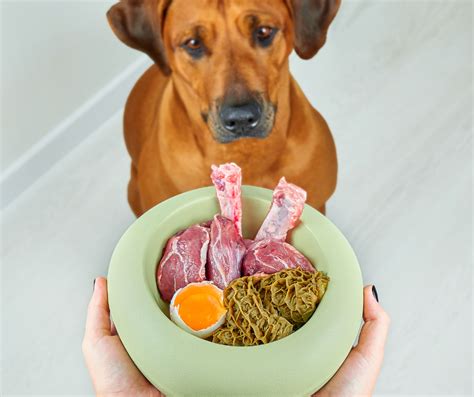 Le régime nutritionnel pour chiens et chats