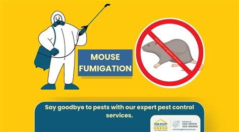 Rat Control Service - One Roof Fumigation Services