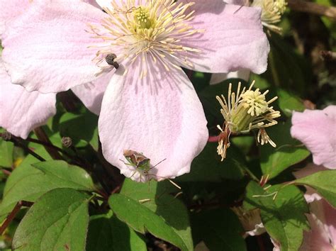 Clematis Montana var. "Rubens" | Clematis montana, Woodland garden, Clematis