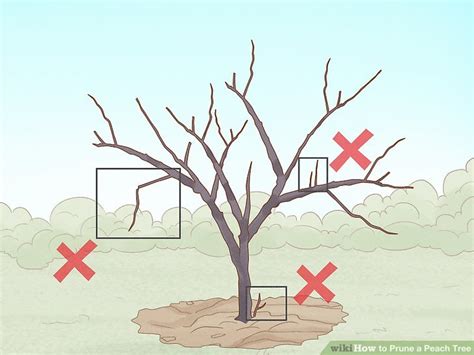 3 Ways To Prune A Peach Tree Wikihow