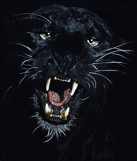 Black Tiger Drawing by Charlotte A Cornish | Saatchi Art