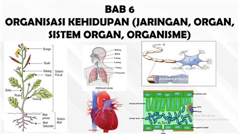 Jaringan Organ Sistem Organ Organisme Tingkatan Organisasi