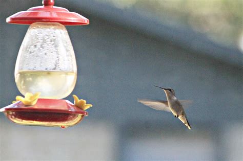 Hummingbird Feeder - Free photo on Pixabay