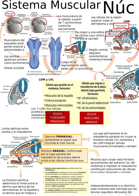 Sistema muscular Núc leo Sistema Muscular Esquelético La musculatura