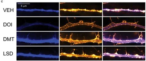 Psychedelics On Cortical Neuro [image] Eurekalert Science News Releases