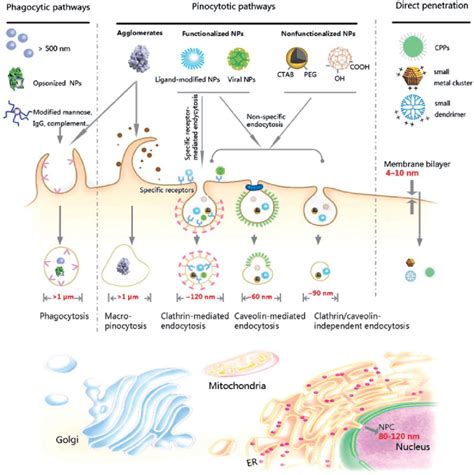 Mechanisms Of Endocytosis Of Nanoparticles Np And Cellular Components