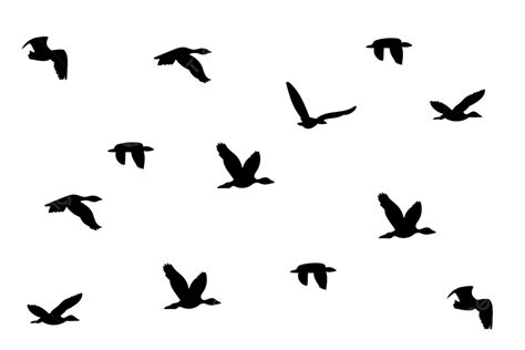 Silhouette Bird Fly Vector, Bird Fly, Silhouette, Fly Birds PNG and ...