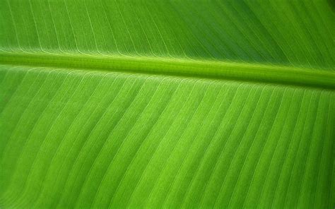 Hd Wallpaper Banana Leaf Background Green Color Backgrounds Plant