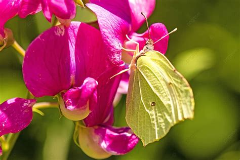 On A Vetch Flower The Brimstone Butterfly Gonepteryx Rhamni Photo