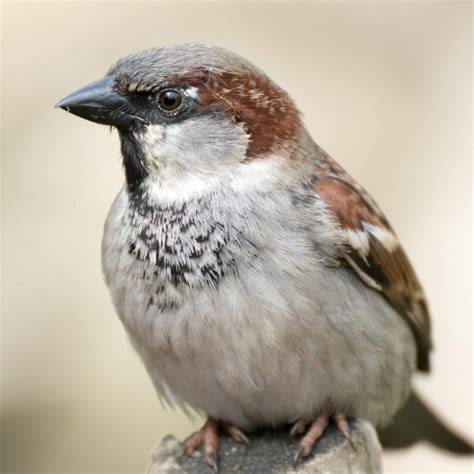 Guía De Aves Del Barranco Del Alamín Guadalajara Senderismo Guadalajara