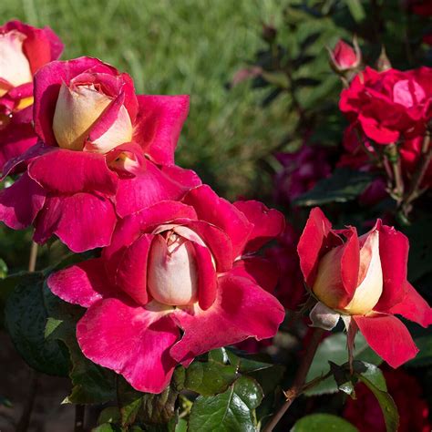 Rosa X Cherries Champagne Hybrid Tea Rose Siteone