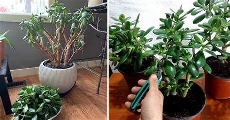 How to Prune a Jade Plant Like an Expert | Jade Plant Pruning Tips