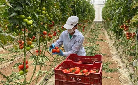 Espa A Tercer Pa S De La Ue Por Valor Generado En Sector Agrario Y