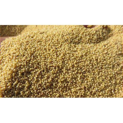 Yellow High In Protein Foxtail Millet At Best Price In Chennai Vision