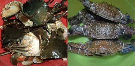 Tip Pilih Ketam Segar Manis Dan Banyak Isi Baru Berbaloi Nak Beli