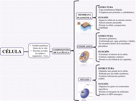 Cuadros Sinópticos De La Célula 【descargar】