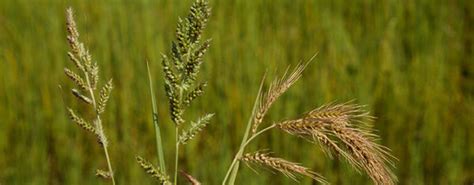 Battling Barnyardgrass In Wheat Crops Crop Science Us