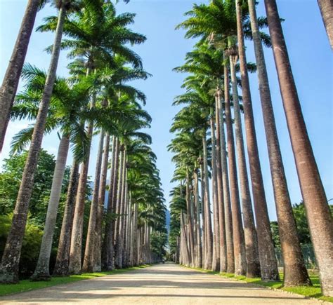 Jardim Botânico do Rio lança edital para um novo bistrô no parque