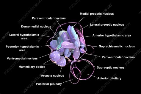 Hypothalamic nuclei, illustration - Stock Image - F040/4145 - Science Photo Library