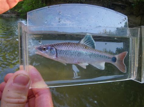 Alabama Shiner Fishes Of Big Canoe Creek Inaturalist