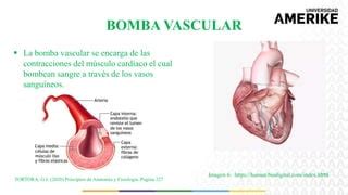 Anatomia I Sistema Muscular Generalidades Pptx