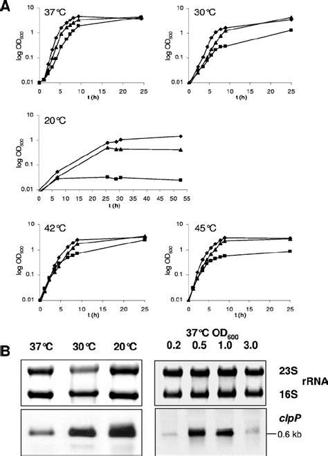 A Growth Kinetics Of S Aureus 8325 Wild Type ᭜ 8325 ⌬ Clpp