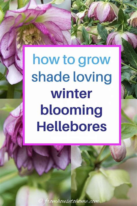 Lenten Rose Care And Planting Guide How To Grow Hellebores