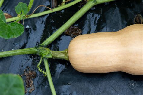 5 Tips For When To Harvest Butternut Squash The Seasonal Homestead