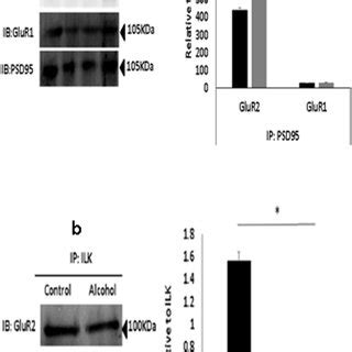 Prenatal Alcohol Exposure Reduces Mature BDNF Expression Western Blot