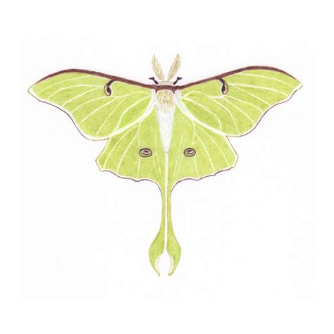 Luna Moth Side View Drawing Np