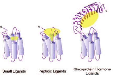 Schematic Representation of Class A GPCR-Ligand Interactions Left ,... | Download Scientific Diagram