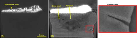 In Vitro Preparation Of Actively Maturing Bovine Articular Cartilage