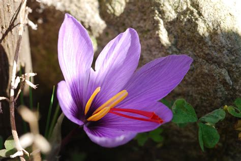 hortus apertus: Crocus sativus