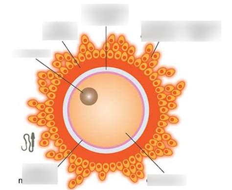 Egg Cell Diagram Quizlet