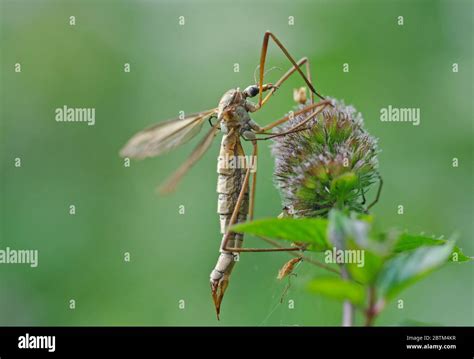 Cranefly Tipula Paludosa Hi Res Stock Photography And Images Alamy