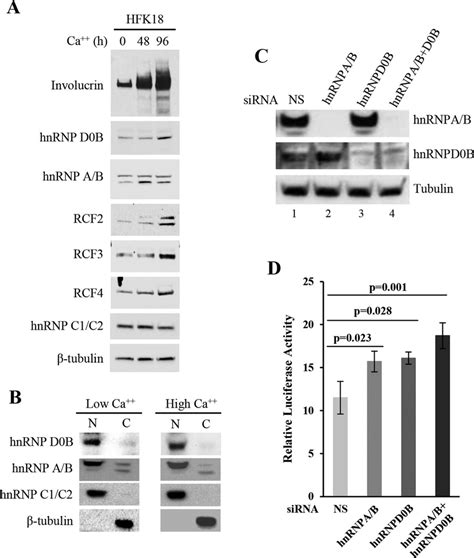 Expression And Function Of HnRNP D0B And HnRNP A B In HFK18