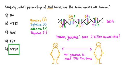 Lesson The Human Genome Nagwa