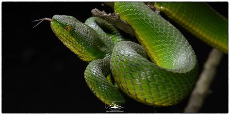 Trimeresurus popeiorum | Ian Lockwood