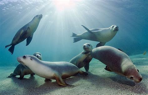 Comienza El Recuento De Focas En El Mar Del Norte