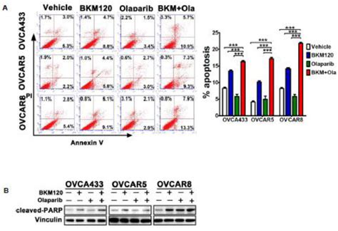 Effects Of Bkm And Olaparib As Single Agents And In Combination On