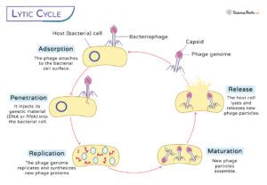 Lytic Cycle Definition Steps And Diagram