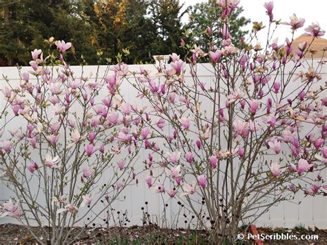 Magnolia Soulangeana Opstammet G4rden Plant