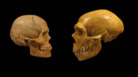 Menschen und Neandertaler hatten früh Kinder tierwelt ch TierWelt