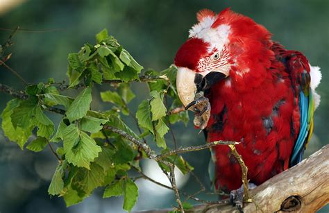 Birds Parrots Colored Background Branches Hd Wallpaper Rare Gallery