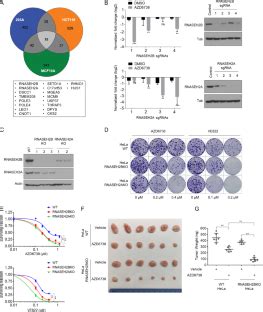 Genome Wide Crispr Screens Reveal Synthetic Lethality Of Rnaseh